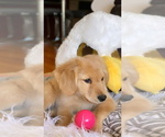 Small Photo #9 Golden Retriever Puppy For Sale in JERSEY CITY, NJ, USA