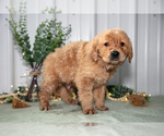 Small #1 Golden Retriever