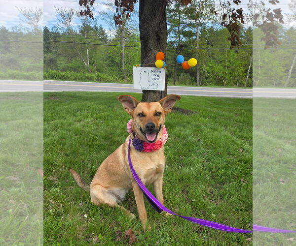 Medium Photo #5 Mutt Puppy For Sale in Croydon, NH, USA