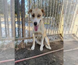 Labrador Retriever-Unknown Mix Dogs for adoption in Riverside, CA, USA