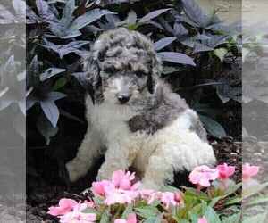 Poodle (Standard) Puppy for sale in FREDERICKSBURG, OH, USA