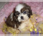 Image preview for Ad Listing. Nickname: SHIHTZUS