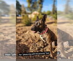 Small #6 Dutch Shepherd  Mix