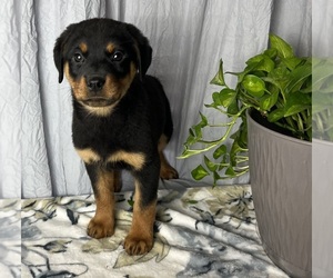 Rottweiler Puppy for sale in GREENWOOD, IN, USA