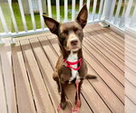 Small #35 Australian Kelpie Mix