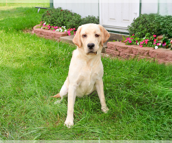 Medium Photo #3 Labrador Retriever Puppy For Sale in SYRACUSE, IN, USA