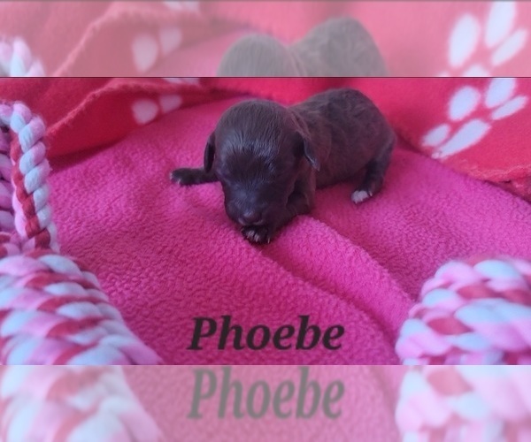 Medium Photo #3 Poodle (Toy) Puppy For Sale in TUCSON, AZ, USA