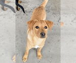 Small #3 Miniature Pinscher Mix