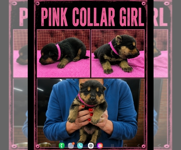 Medium Photo #4 German Shepherd Dog Puppy For Sale in GREENSBURG, PA, USA