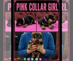 Puppy pink collar gir German Shepherd Dog