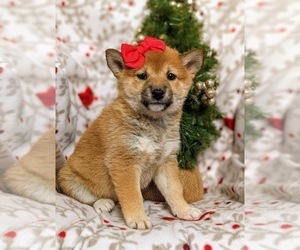 Shiba Inu Puppy for sale in OXFORD, PA, USA