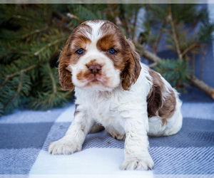 Medium Cocker Spaniel