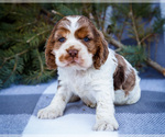 Puppy 1 Cocker Spaniel