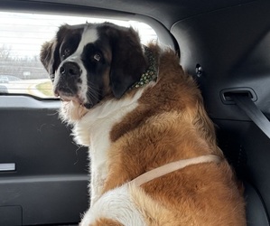 Mother of the Saint Bernard puppies born on 04/18/2025
