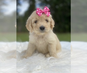 Goldendoodle Puppy for sale in FROSTPROOF, FL, USA