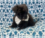 Small Photo #7 Poovanese Puppy For Sale in LAKELAND, FL, USA