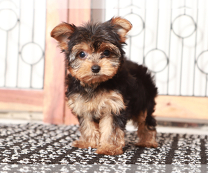 Yorkshire Terrier Puppy for Sale in NAPLES, Florida USA