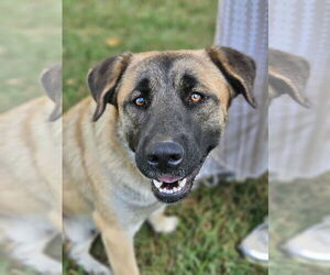 Mutt Dogs for adoption in Wakefield, RI, USA