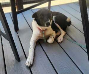 Nova - Female Mutt Dog for Adoption - Photo #5