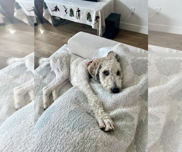 Medium Photo #3 Mutt Puppy For Sale in Sandy, UT, USA