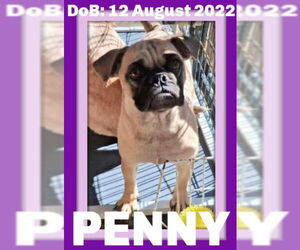 Pug Dogs for adoption in Sebec, ME, USA