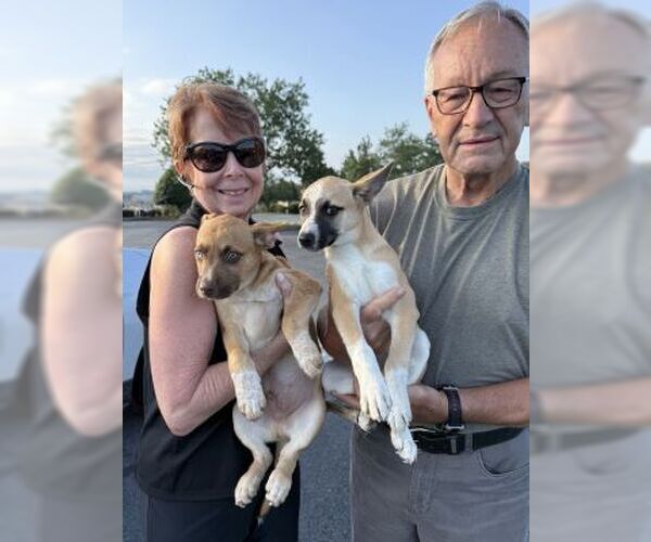 Medium Photo #2 Chiweenie Puppy For Sale in Mt. Laurel, NJ, USA
