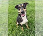 Small #1 Rottweiler Mix