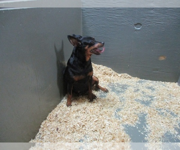 Medium Photo #1 Miniature Pinscher Puppy For Sale in CARROLLTON, GA, USA