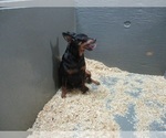 Small Photo #1 Miniature Pinscher Puppy For Sale in CARROLLTON, GA, USA