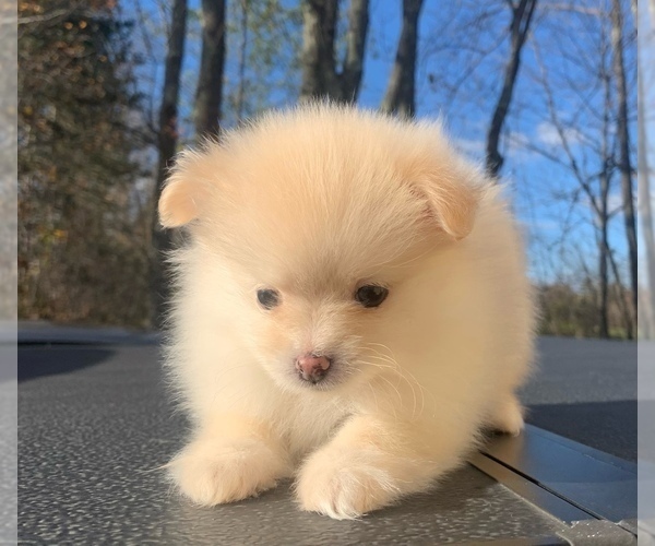 Medium Photo #15 Pomeranian Puppy For Sale in PORTLAND, ME, USA