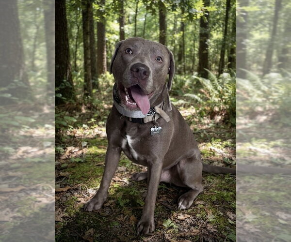Medium Photo #3 Mutt Puppy For Sale in Cary, NC, USA