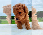 Small #4 Poodle (Toy)