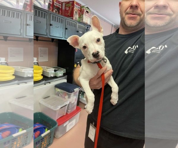 Medium Photo #4 American Staffordshire Terrier-Unknown Mix Puppy For Sale in Shermans Dale, PA, USA