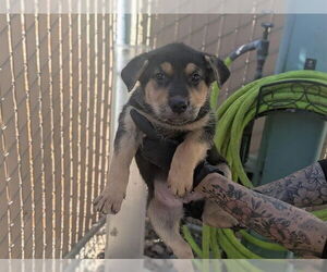 German Shepherd Dog-Unknown Mix Dogs for adoption in Corona, CA, USA