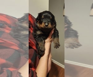 Rottweiler Puppy for Sale in SAINT CHARLES, Missouri USA