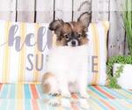 Small Photo #3 Papillon Puppy For Sale in MOUNT VERNON, OH, USA