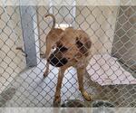 Small Black Mouth Cur Mix