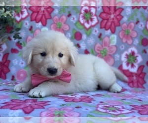 Golden Retriever-Maremma Sheepdog Mix Puppy for sale in LANCASTER, PA, USA