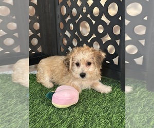 Yo-Chon Puppy for Sale in MOUNT VERNON, Ohio USA