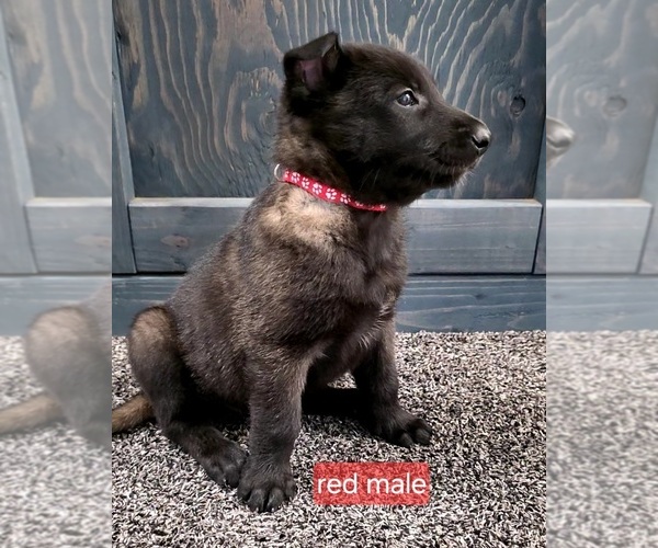 Medium Photo #21 Belgian Malinois Puppy For Sale in HIGHLAND, CA, USA