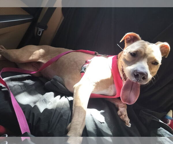 Medium Photo #9 Pointer Puppy For Sale in Sanford, FL, USA