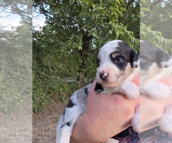 Medium Photo #4 Aussiedoodle Puppy For Sale in WILLS POINT, TX, USA