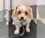 *CANTINA - Female Mutt Dog for Adoption - Small photo