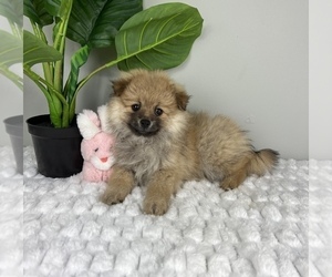 Pomeranian Puppy for sale in FRANKLIN, IN, USA