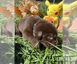 Small #10 Labrador Retriever