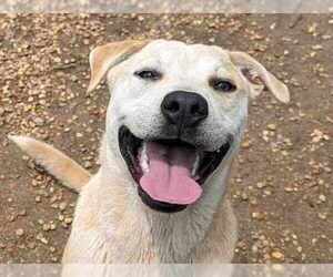 Labrador Retriever-Unknown Mix Dogs for adoption in Anniston, AL, USA