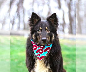 German Shepherd Dog-Unknown Mix Dogs for adoption in Unionville, PA, USA