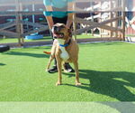 Small #3 American Pit Bull Terrier Mix