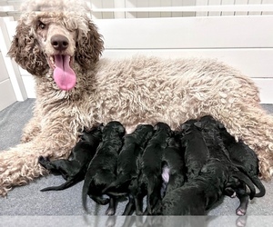 Poodle (Standard) Puppy for sale in TUCSON, AZ, USA