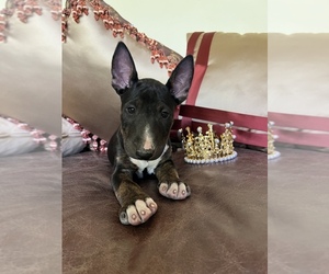 Bull Terrier Puppy for sale in BOX SPRINGS, CA, USA